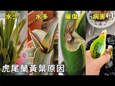 虎尾蘭葉子變黃|虎尾蘭葉子變黃：原因與解決方法 – 植物盆栽綠寶典